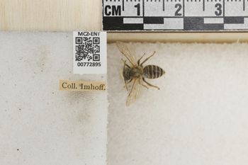 Media type: image;   Entomology 772895 Aspect: Labels